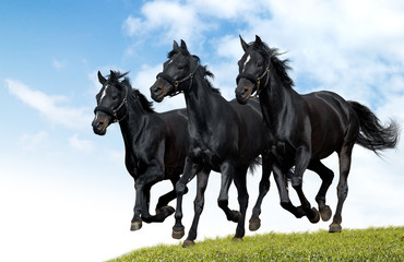 black horses dallop