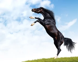 Fotobehang arabian black horse rears © Kseniya Abramova