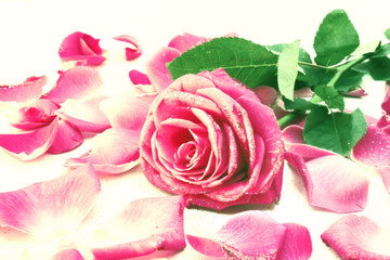 Brightly pink rose