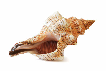 sea shell isolated on white background