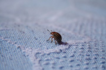 Potato beetle