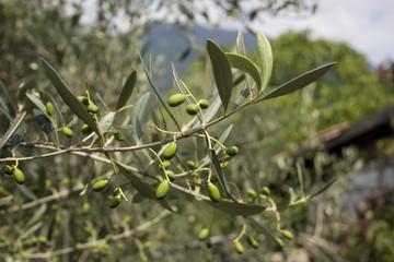 Green olives on a twig