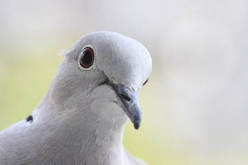 pigeon