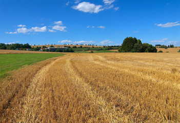 Fototapeta na wymiar Ukośne pola wheaten. Zbioru