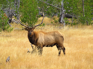 Naklejka na ściany i meble Bull Elk w Parku Yellowstone