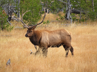 Naklejka na ściany i meble Bull Elk in Yellowstone Park