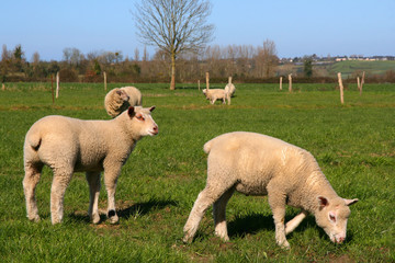 Fototapeta premium Sheeps in a meadow
