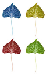 feuilles colorées