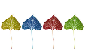 feuilles  colorées
