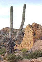 Saguaro Cactus at the Apache Trails in Arizona