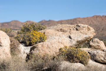 Native desert vegetation