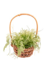 Fototapeta na wymiar green algae in wicker basket isolated