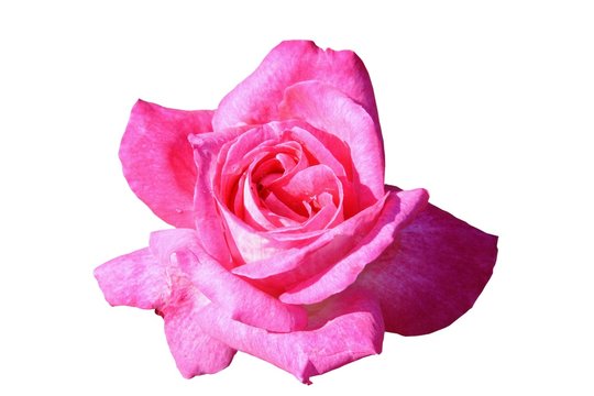 beautiful pink rose isolated on white background