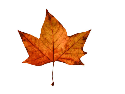 feuille