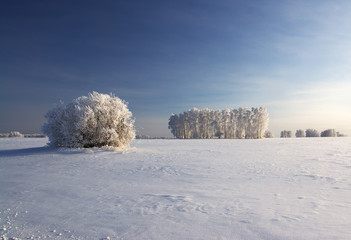 Winter landscape