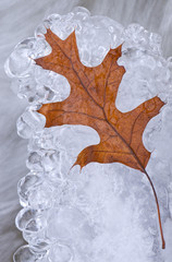 Oak Leaf and Ice