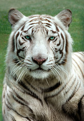 Fototapeta na wymiar Biały Tygrys Bengalski