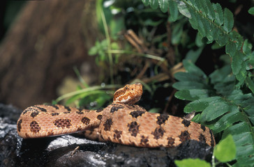 Red pygmy rattlesnake