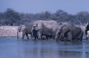 African elephants.  Etosha National Park waterhole,Namibia