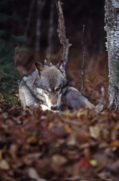 Gray wolf in forest,fall colors. Northern Minnesota