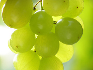 Close-up of bunch of green grapes
