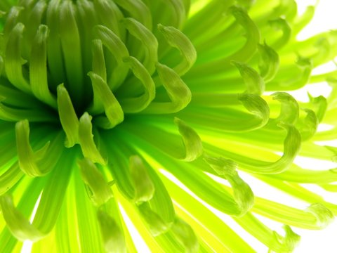 Fototapeta Close-up of colourful green aster to be used as a background