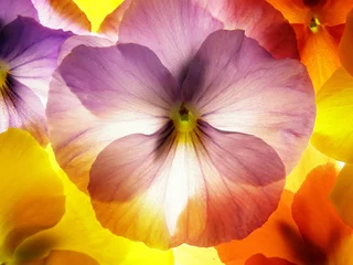 Papier Peint photo Lavable Macro Close-up de viola tricolor coloré sur fond blanc