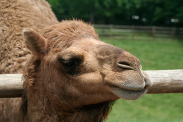 Fototapeta premium He's just living the dream, like a camel would.