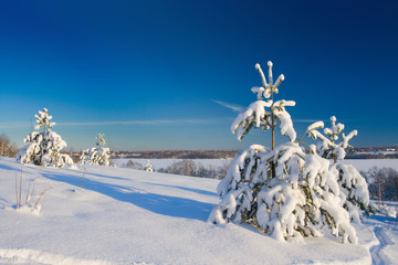 Winter wood landscape with a snow on branches