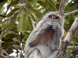 Macaque en plein repas