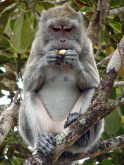 Déjeuner de macaque