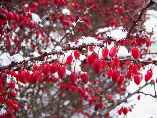 Fototapeta na wymiar Berries under Snow