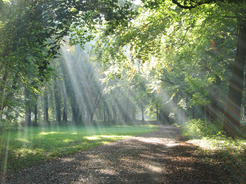 Morgennebel