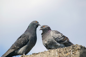 Dove
