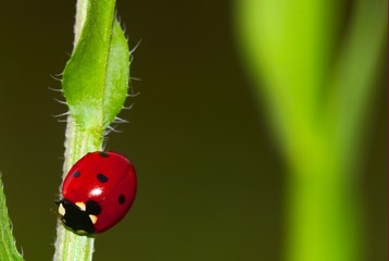 Lady-beetle