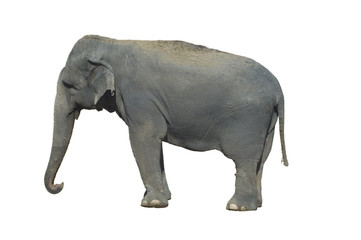 Fototapeta na wymiar Indian Elephant isolated over white