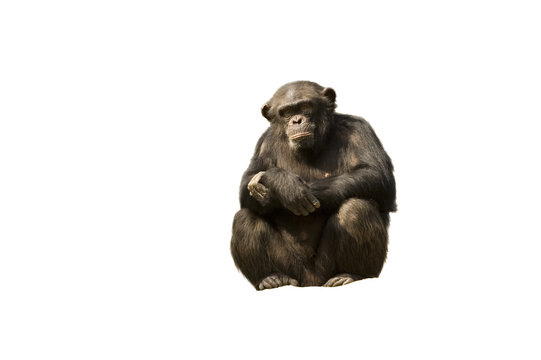 Squatting chimpanzee isolated on a white background