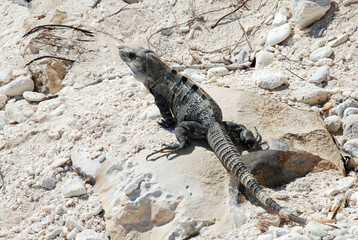 Iguana