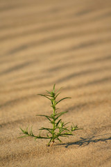 Plant In The Desert