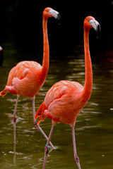 COUPLE OF FLAMINGO