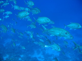 Naklejka premium Big eye trevallies, Caranx sexfasciatus, Marshall islands.
