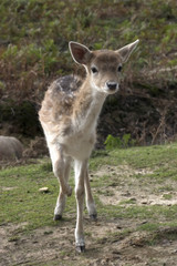 Fototapeta premium Fawn hesitating between fear and curiosity