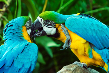 Parrots in Love