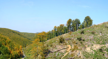 Deciduous forest setting in summer