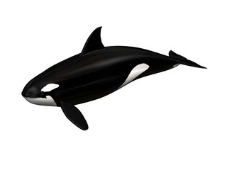 Killer whale