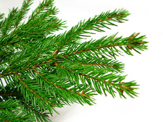 Fresh green fir branches isolated on white background