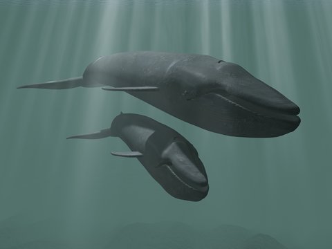 baleines bleues