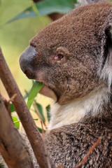 Australian Koala Up A Tree
