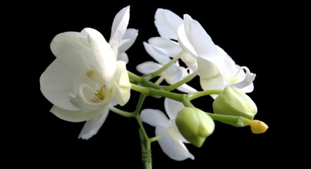 Fototapeta na wymiar orchidée fleur