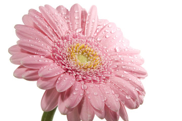 Pink daisy with water droplets